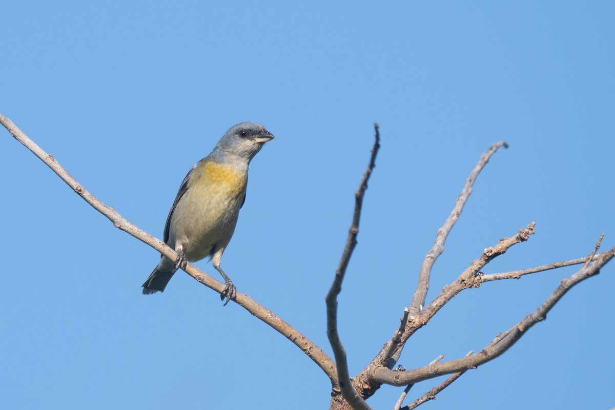 Blue-and-yellow Tanager - ML645851013