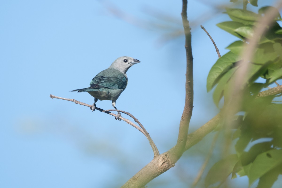 Sayaca Tanager - ML645851018