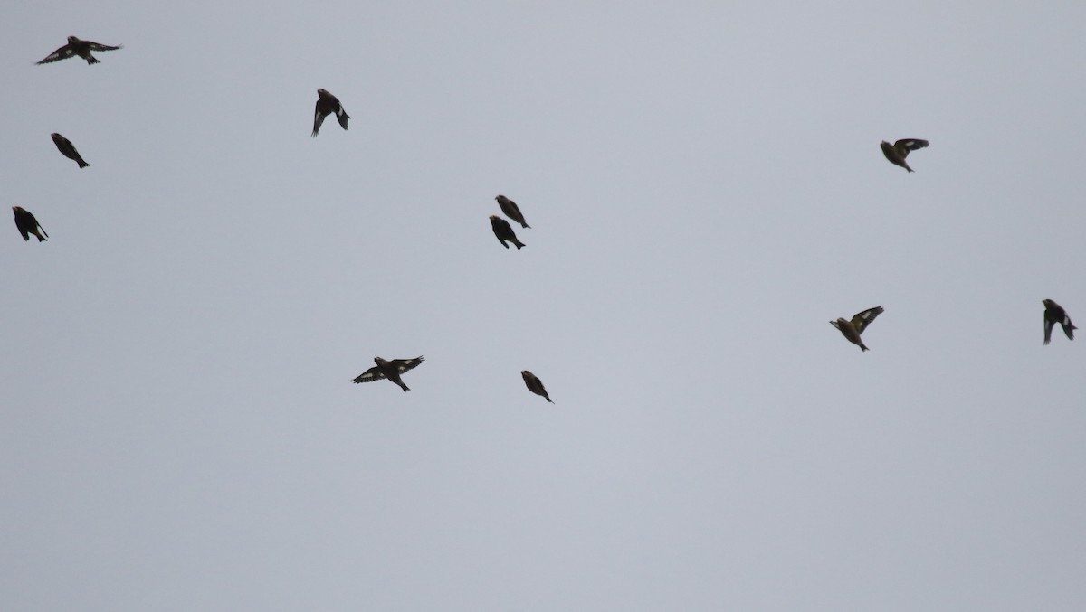 Picogordo Vespertino - ML645851021