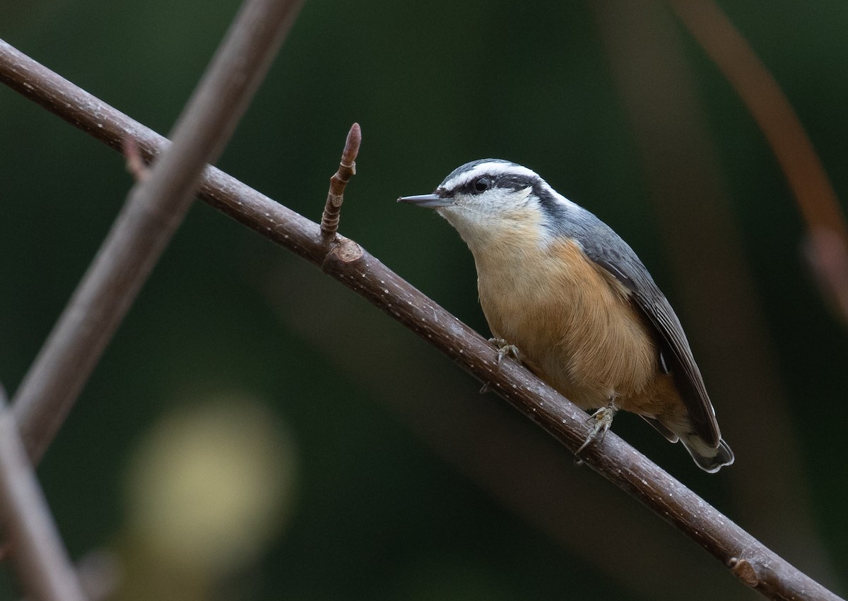 Red-breasted Nuthatch - ML645851023