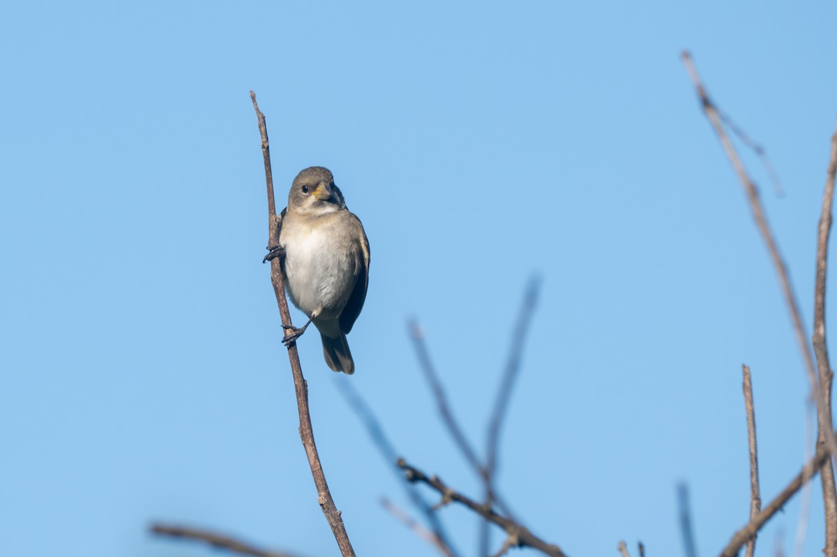 Double-collared Seedeater - ML645851027