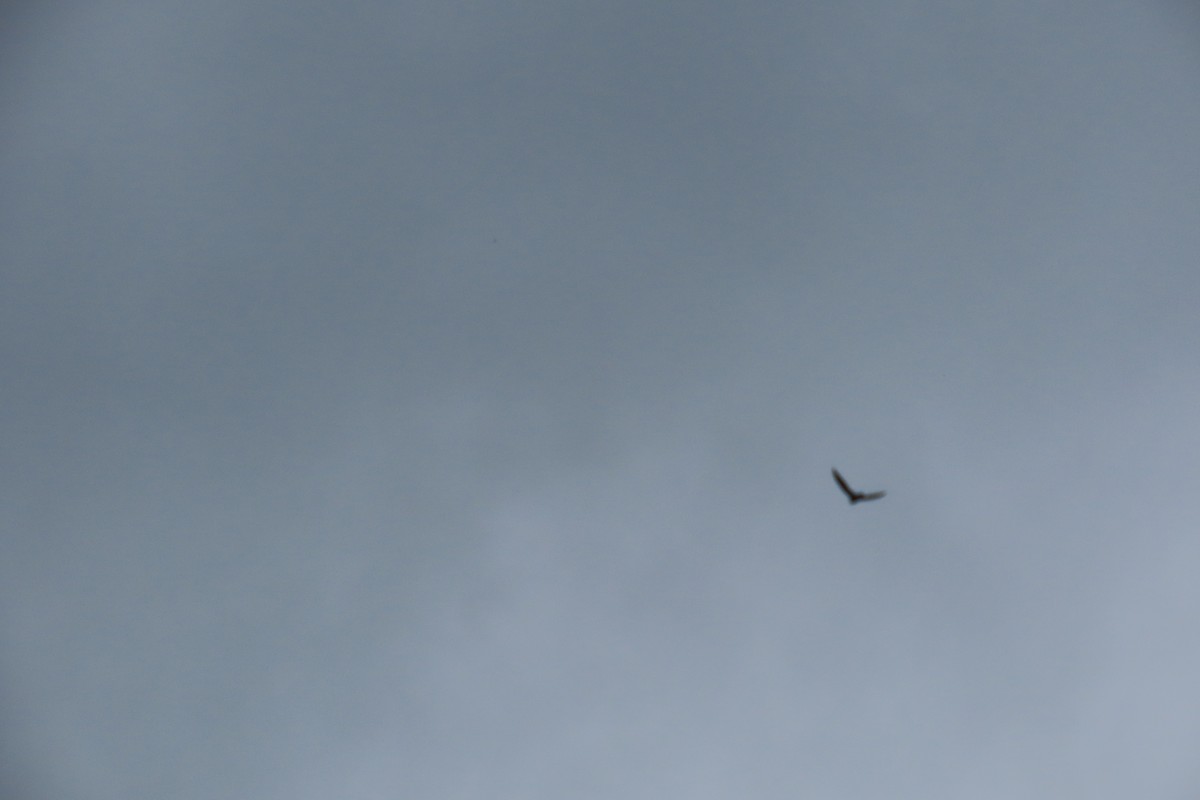 White-collared Swift - ML645851032