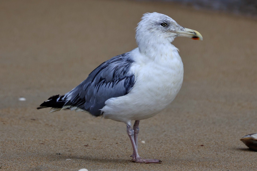 Gaviota Argéntea Americana - ML645851035