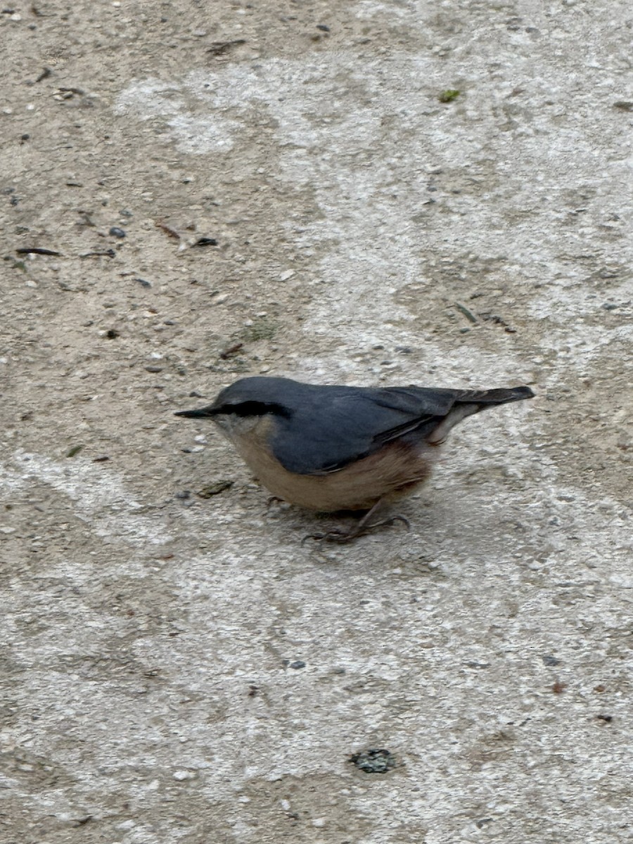 Eurasian Nuthatch - ML645851045