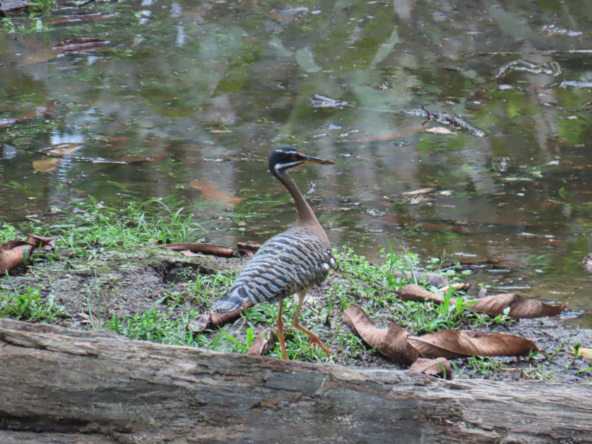 Sunbittern - ML645851051