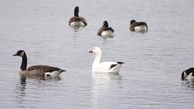 Kar Kazı - ML645851053