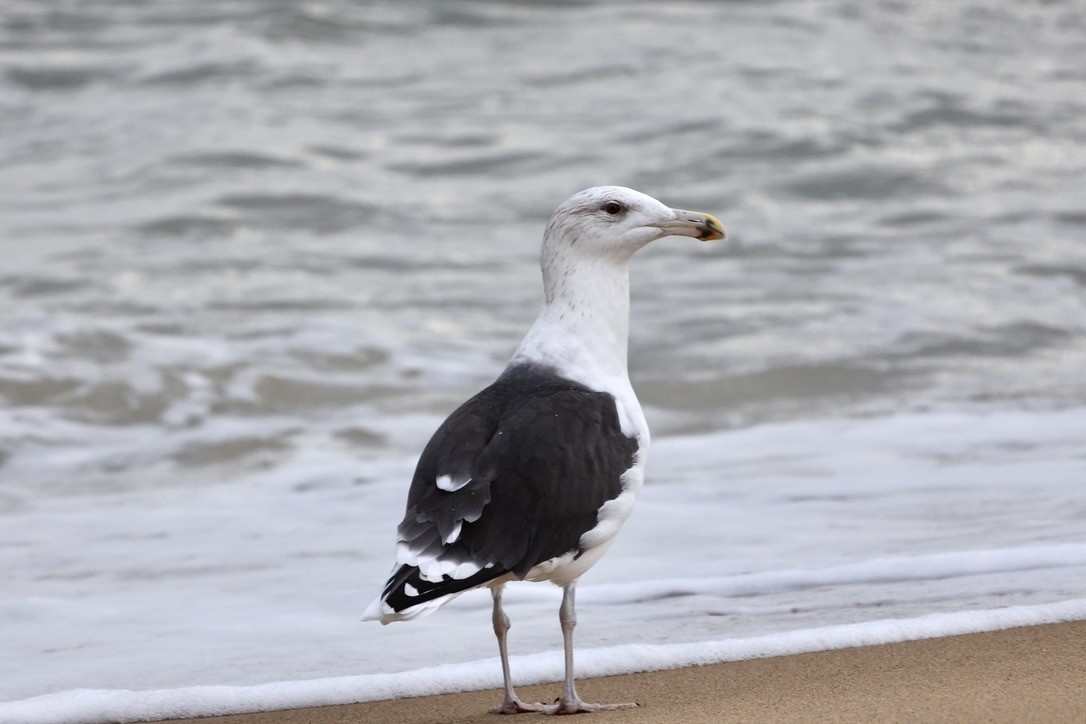 Great Black-backed Gull - ML645851059