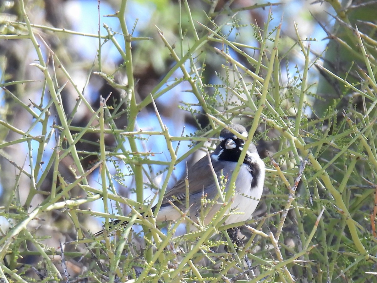 Black-throated Sparrow - ML645851069