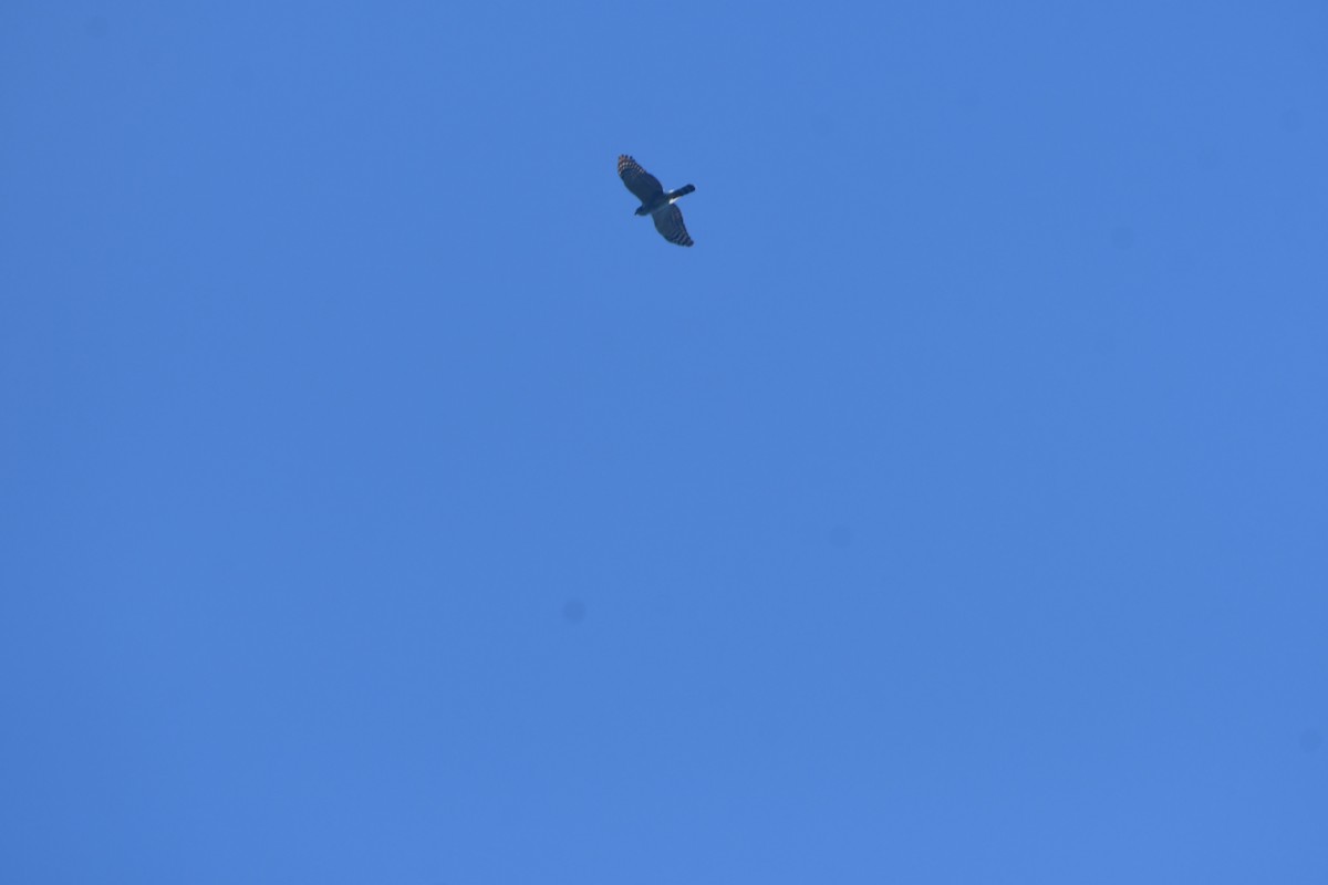 Double-toothed Kite - ML645851080