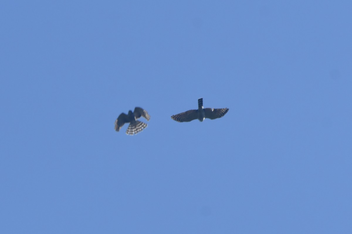 Double-toothed Kite - ML645851085