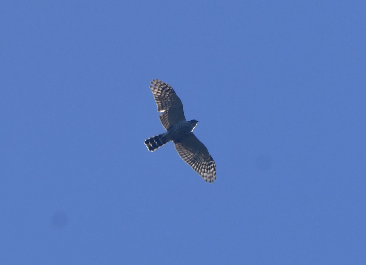 Double-toothed Kite - ML645851086