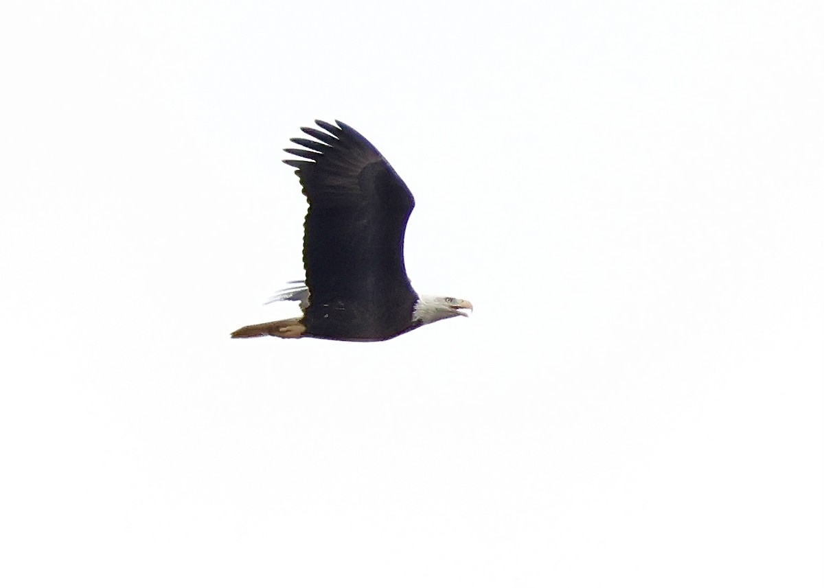 Bald Eagle - ML645851087