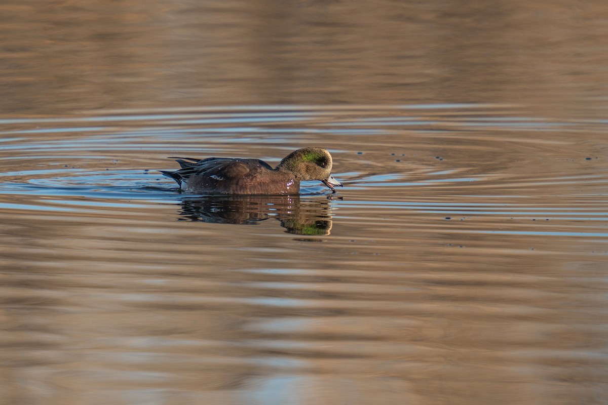 American Wigeon - ML645851117