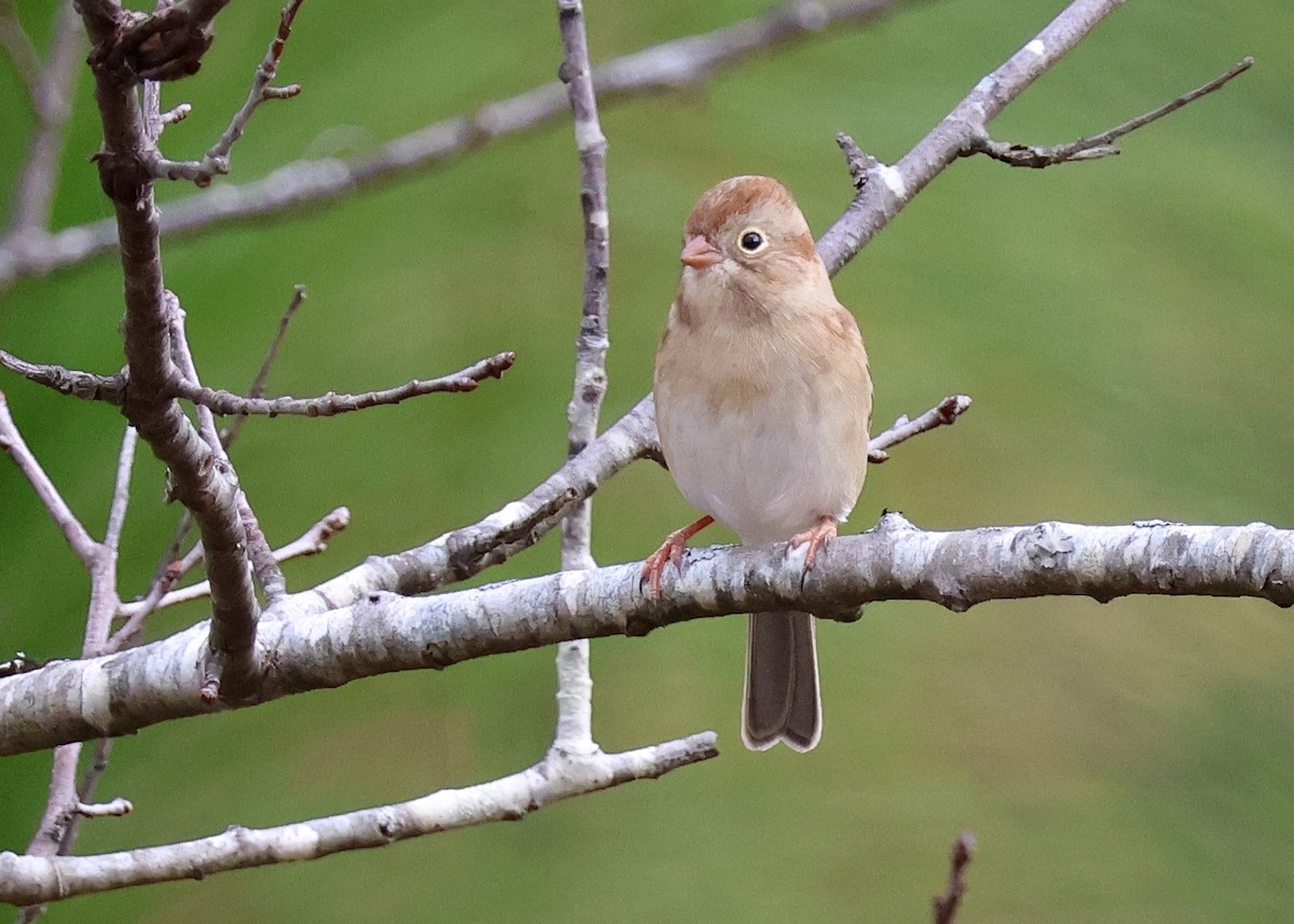 Field Sparrow - ML645851123