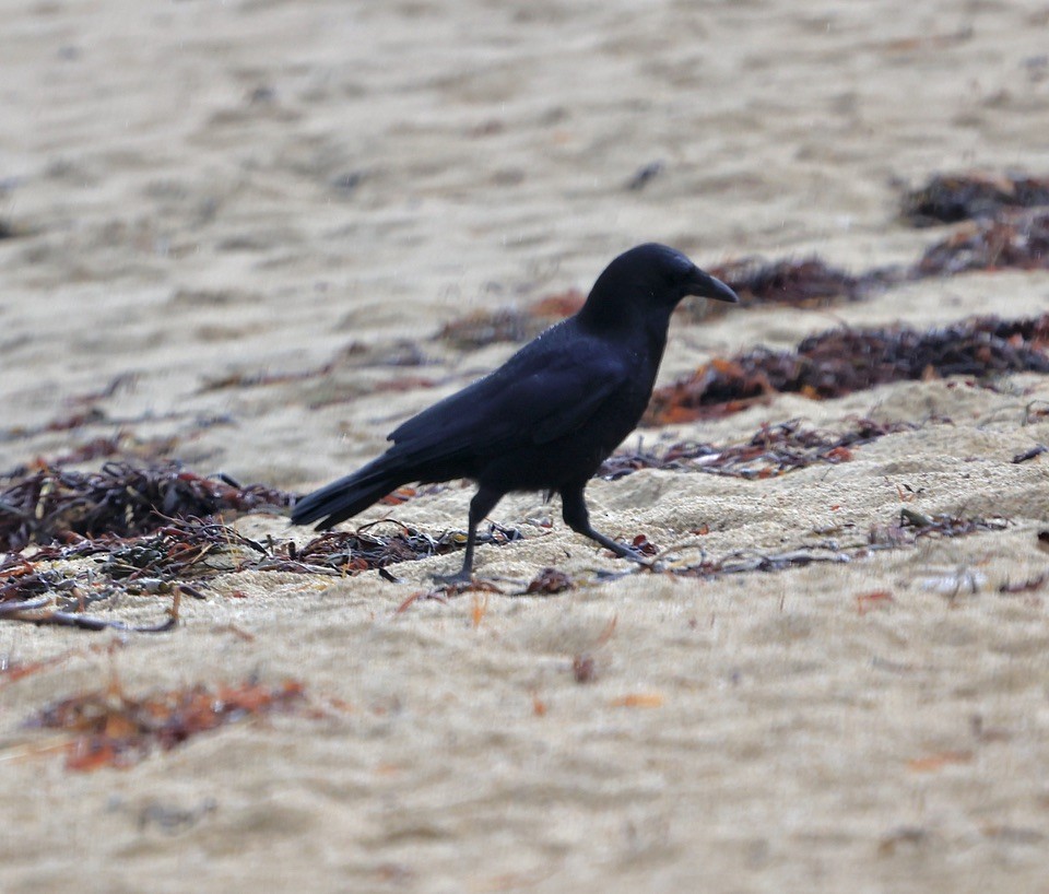 Cuervo Americano - ML645851132