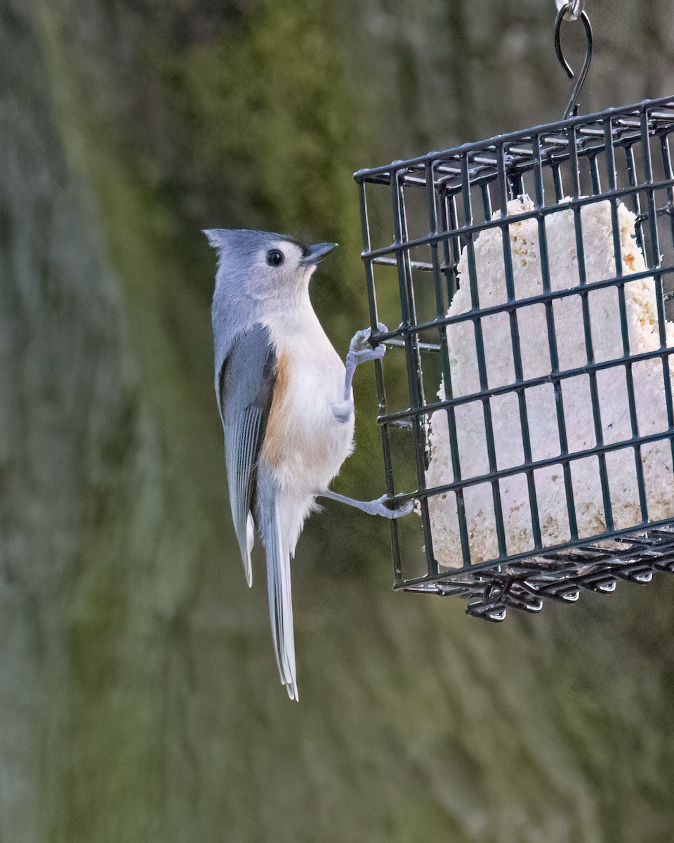 Tufted Titmouse - ML645851133