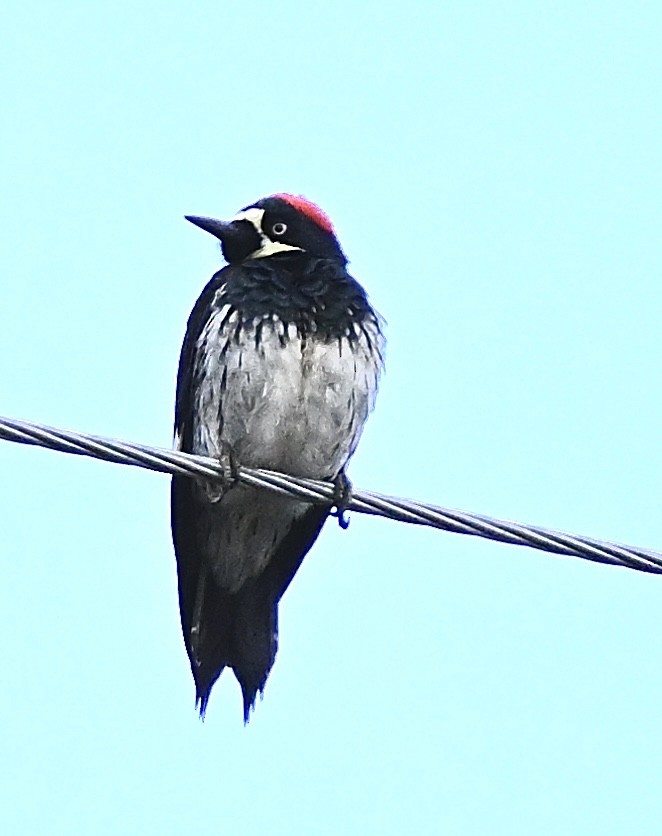 datel sběrač - ML645851134