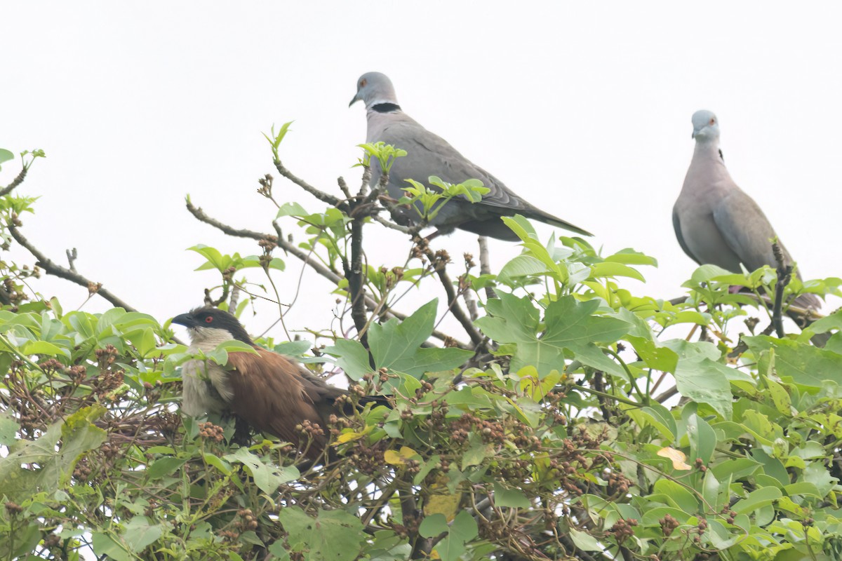 kukačka senegalská - ML645851135