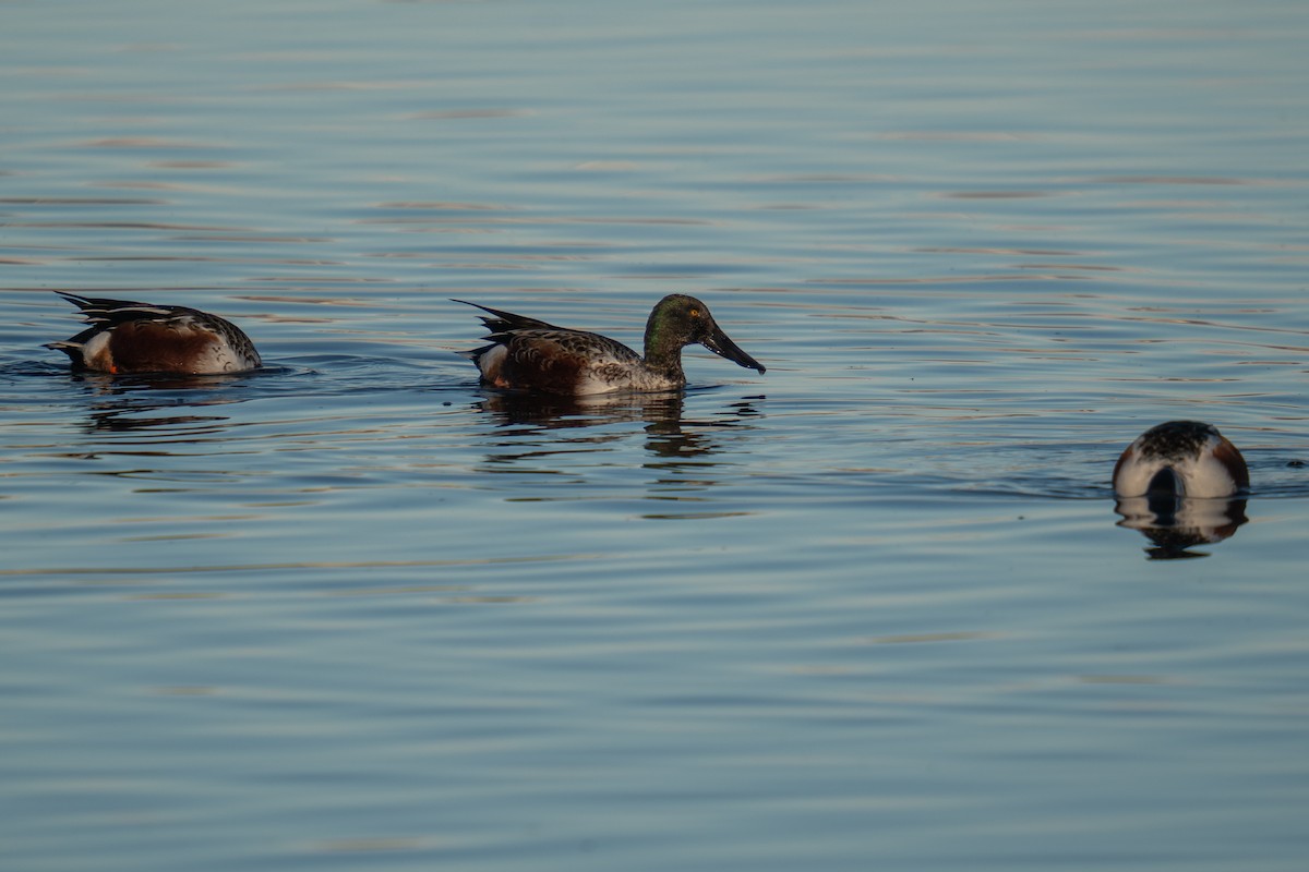 lžičák pestrý - ML645851136