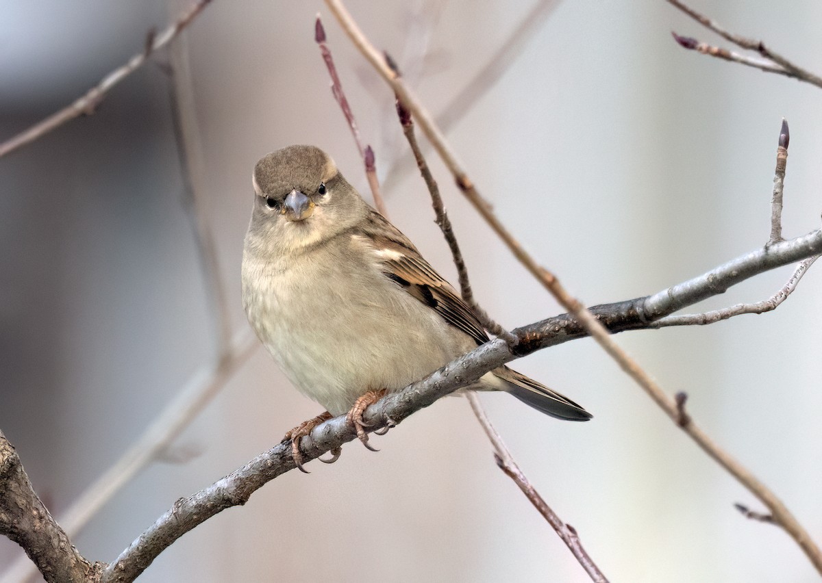 vrabec domácí - ML645851137