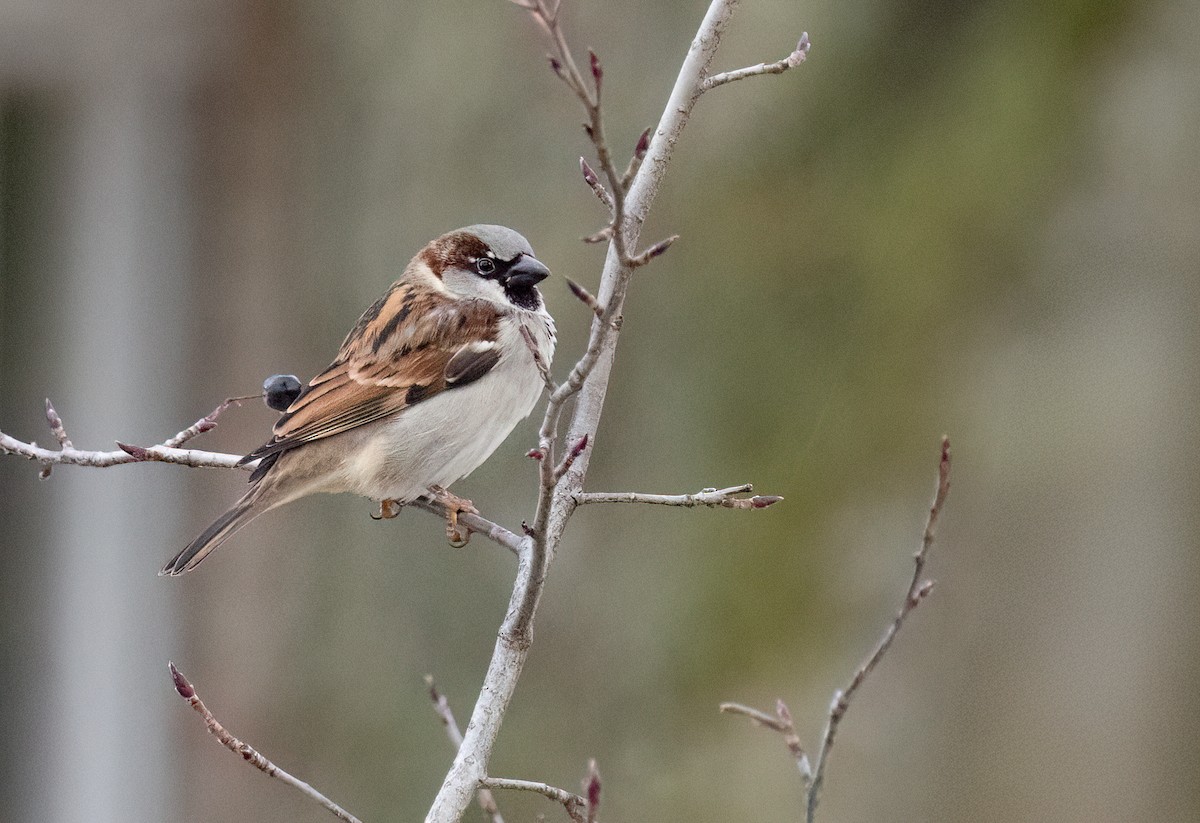 vrabec domácí - ML645851138