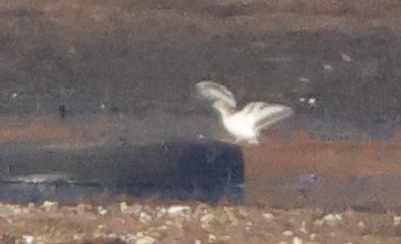 pisík americký - ML645851140