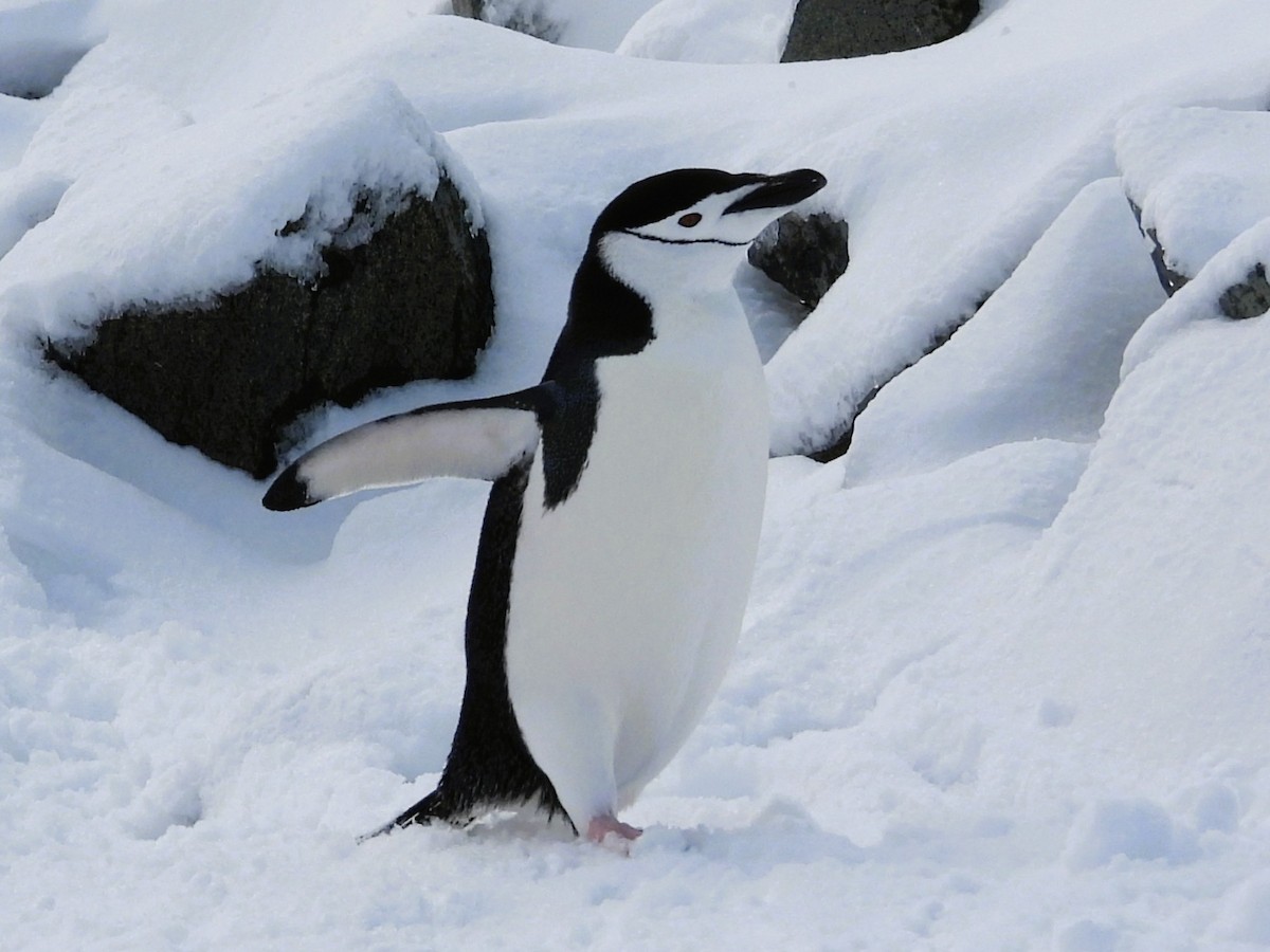 tučňák uzdičkový - ML645851147