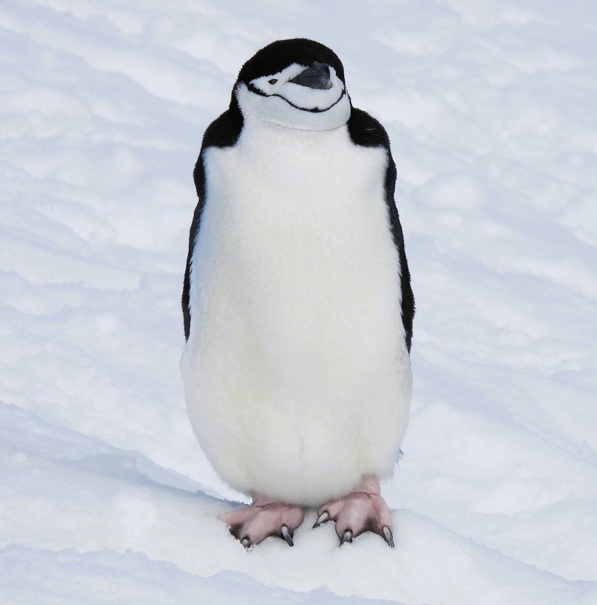 tučňák uzdičkový - ML645851148