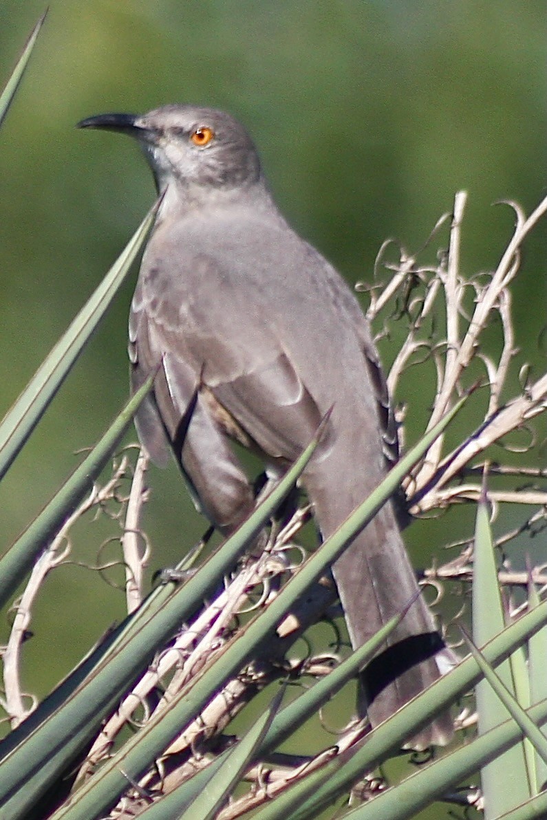 drozdec skvrnitoprsý - ML645851149