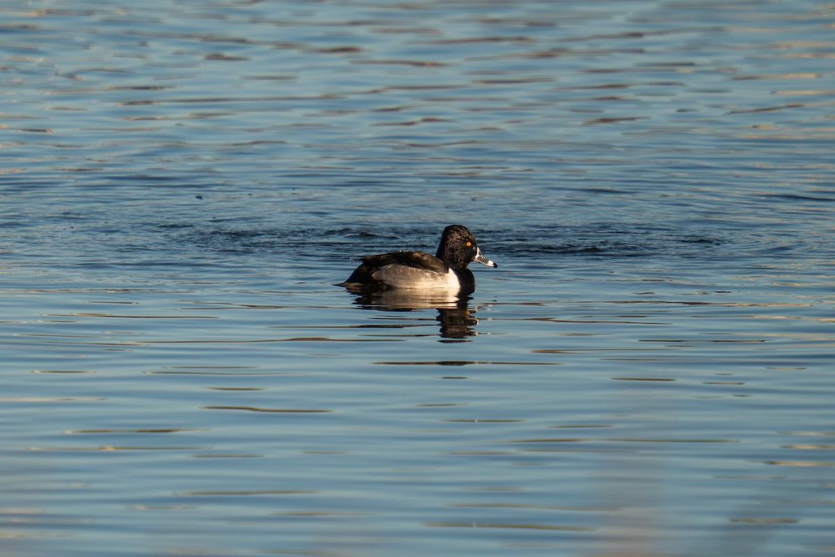 polák proužkozobý - ML645851150