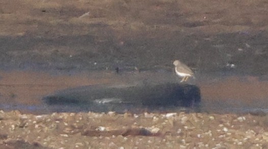 pisík americký - ML645851151