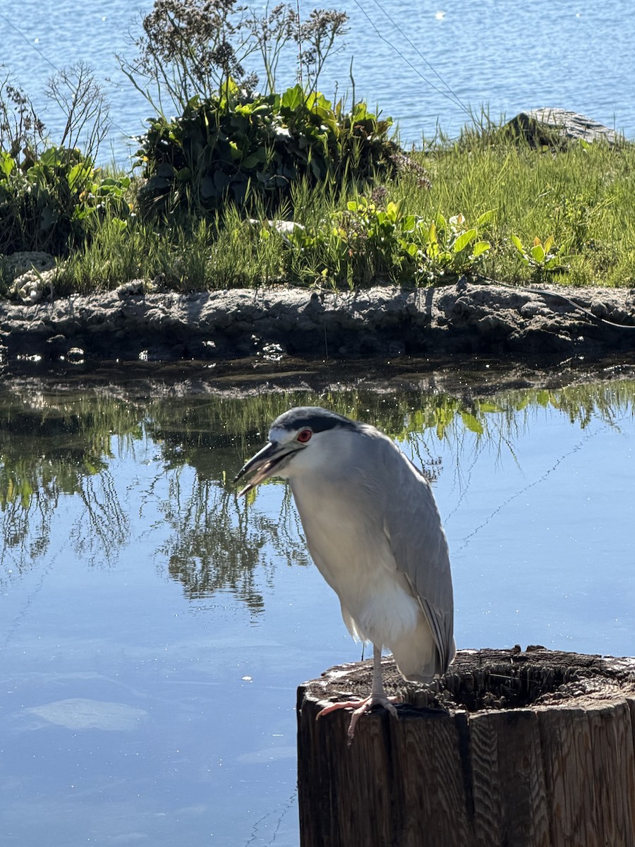 kvakoš noční - ML645851152