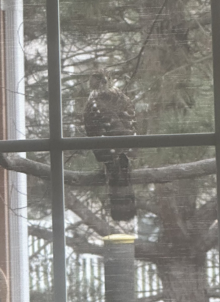 jestřáb americký - ML645851153