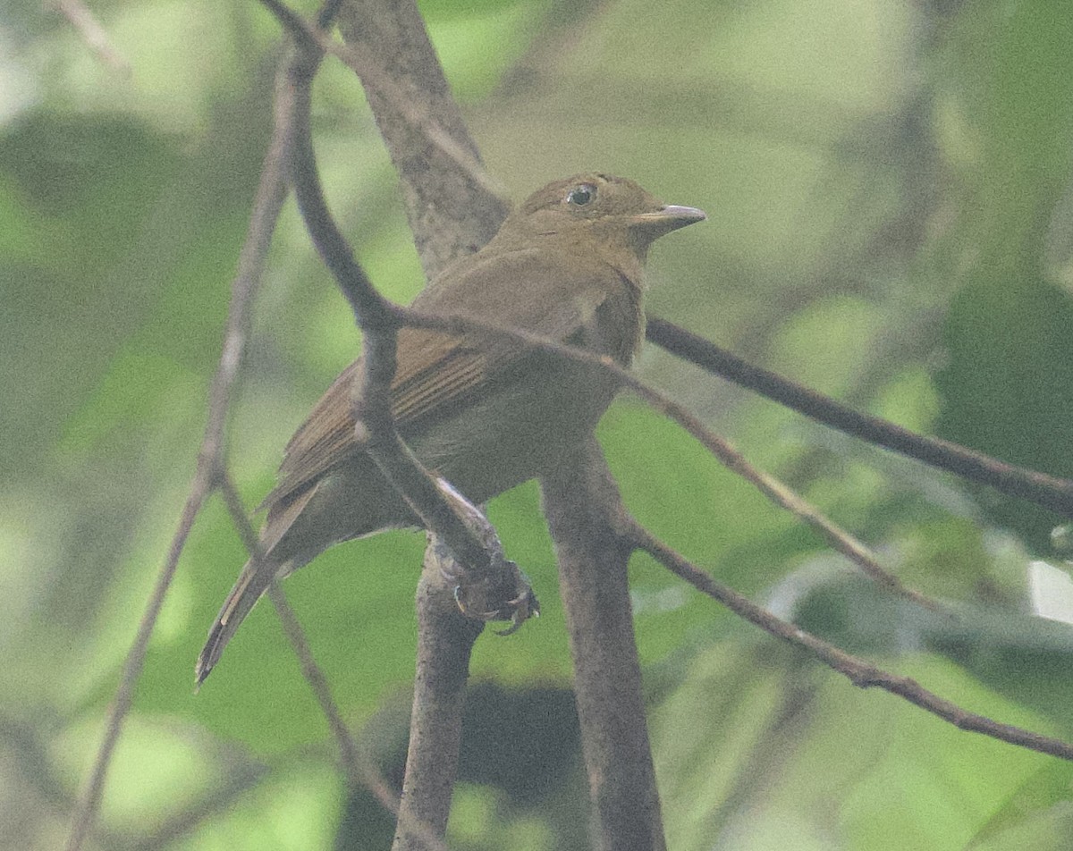 Russet-winged Schiffornis - ML645851154