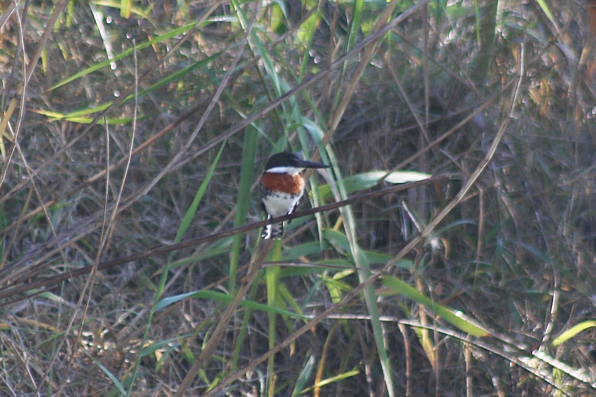 rybařík zelený - ML645851156