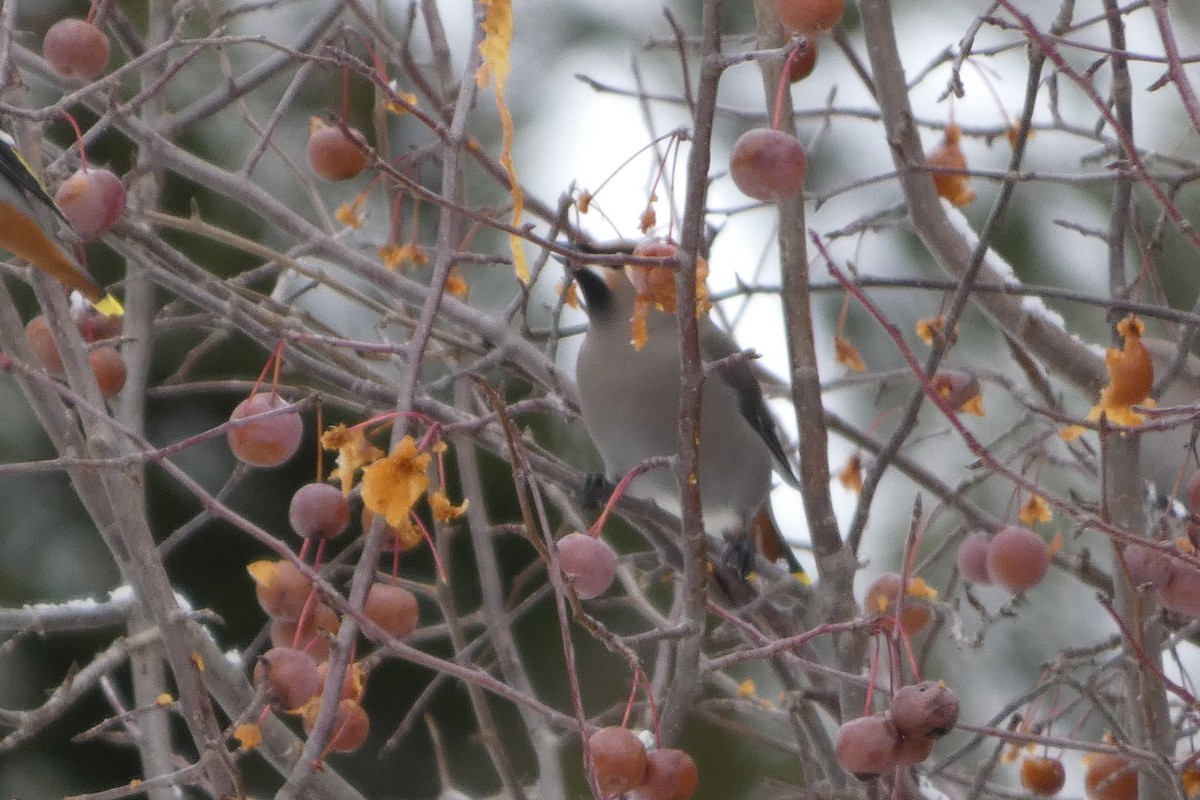 brkoslav severní - ML645851158