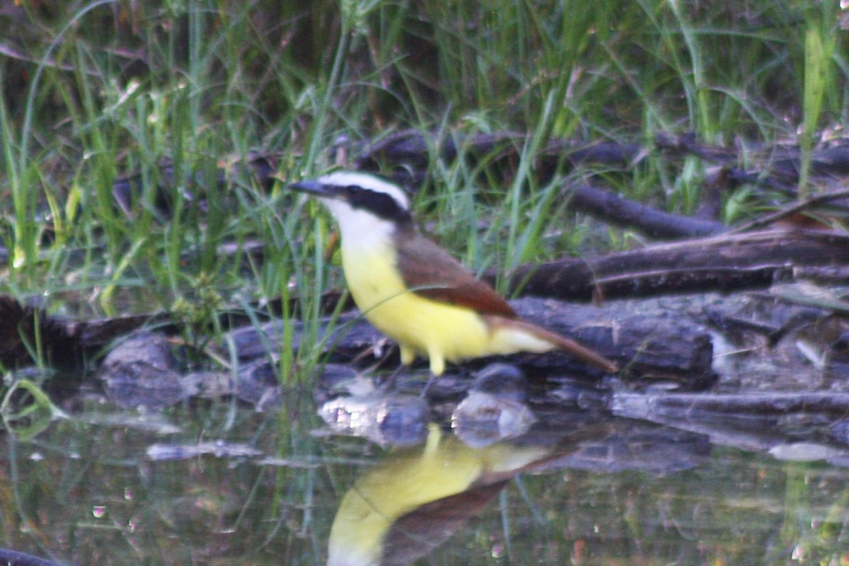 Great Kiskadee - ML645851161