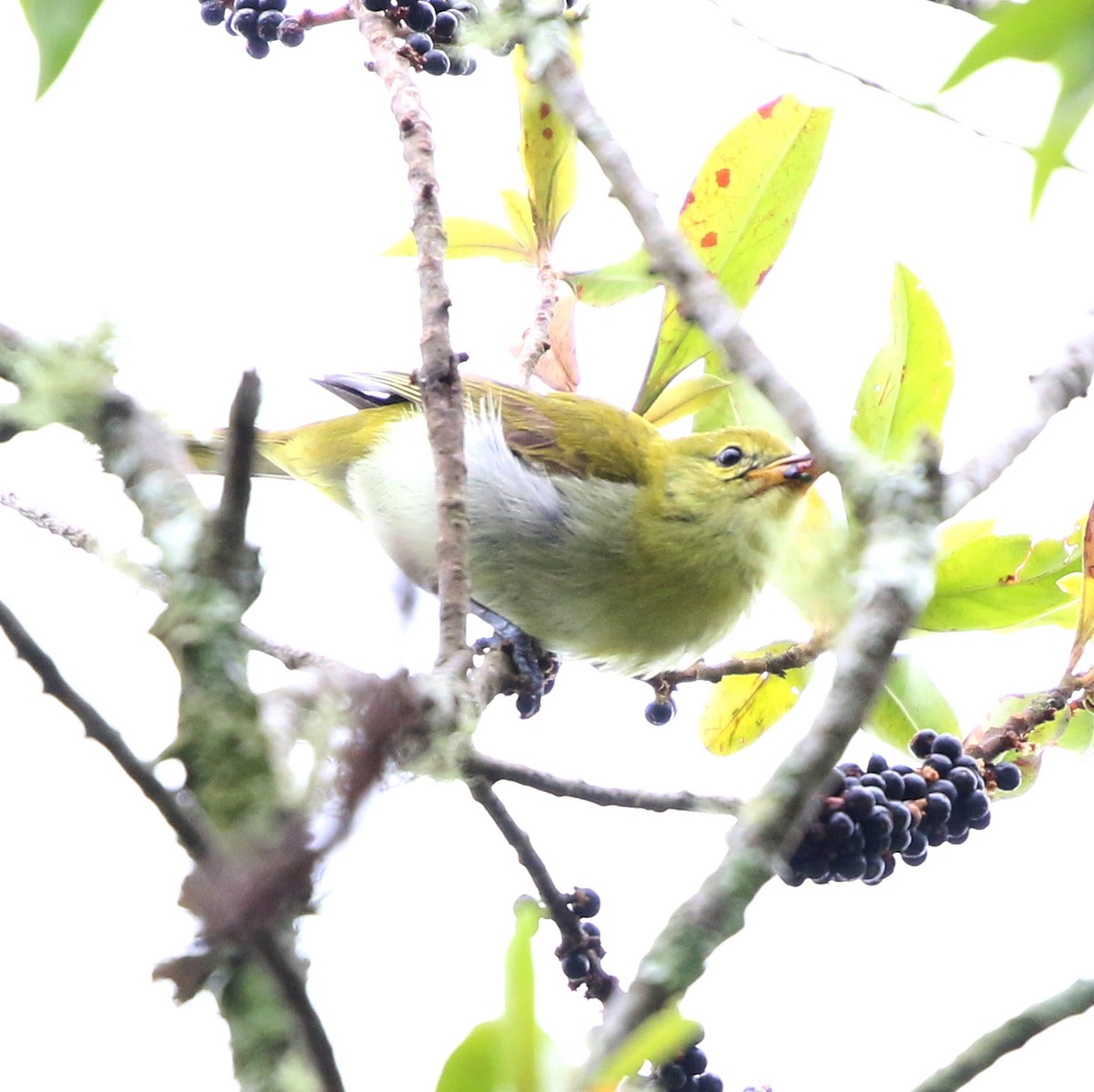 Rufous-headed Tanager - ML645851162