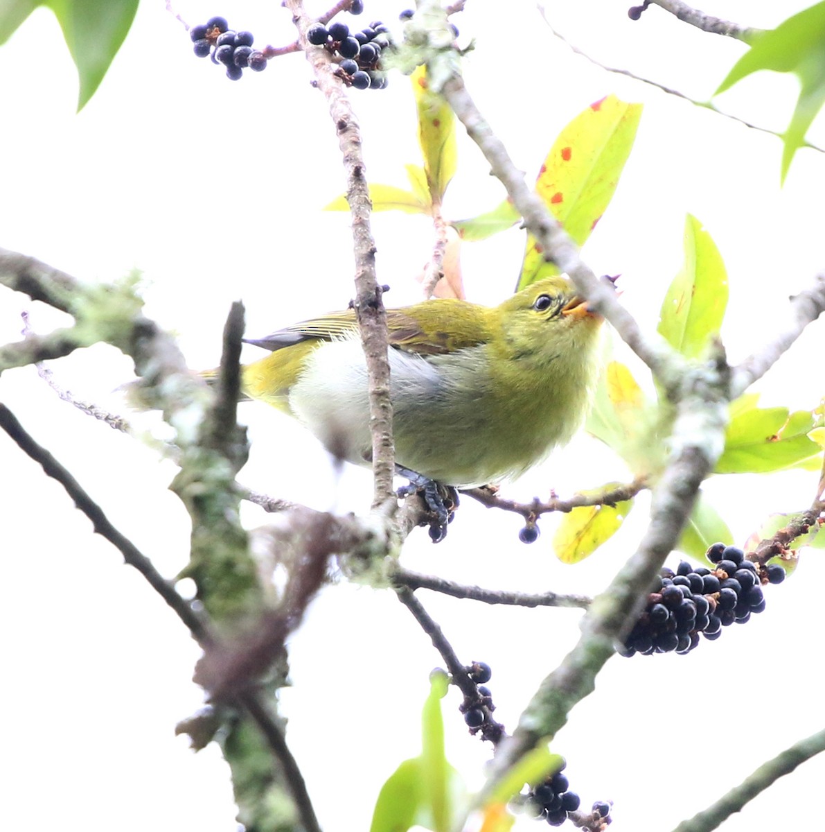 Rufous-headed Tanager - ML645851163