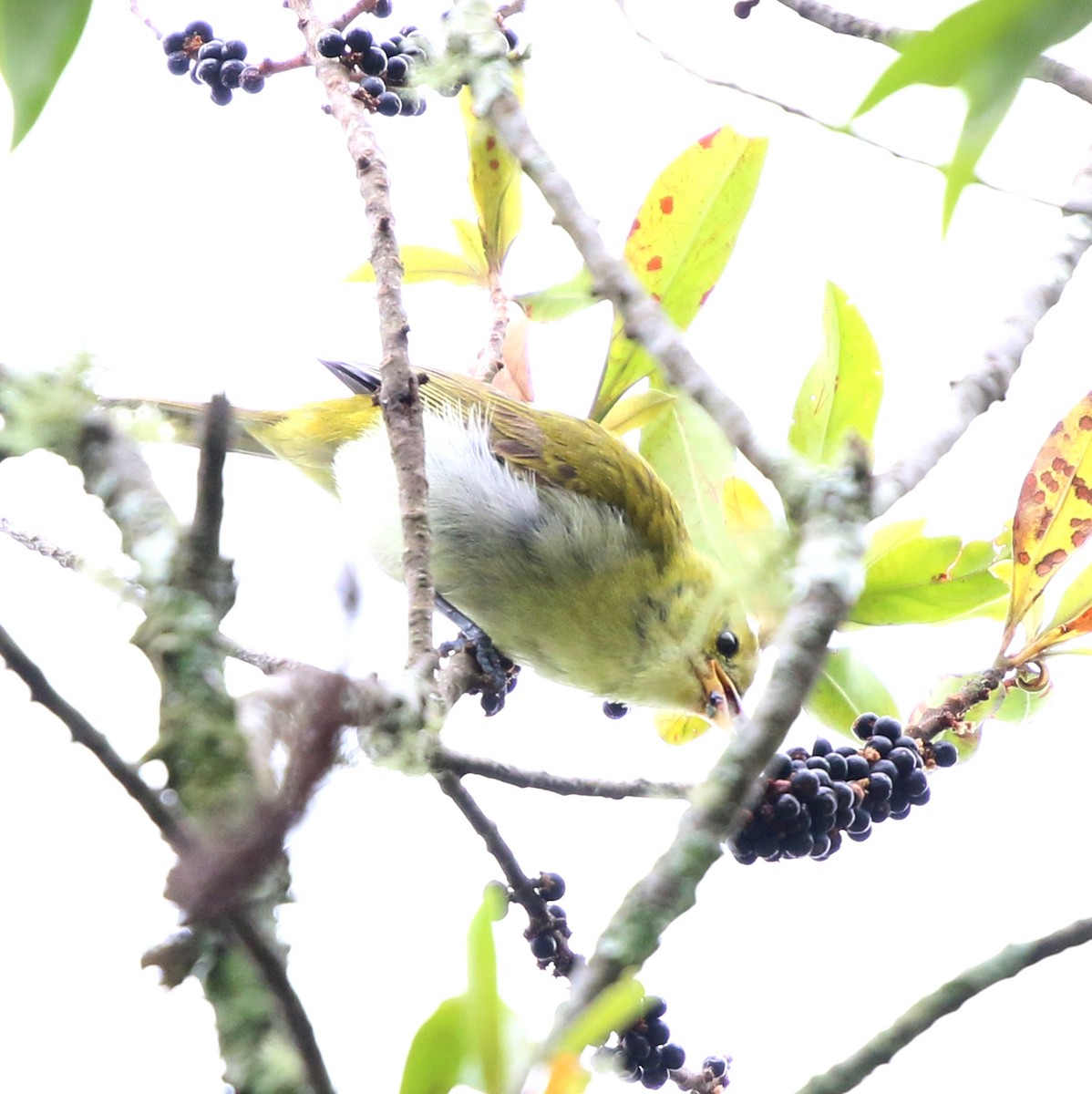 Rufous-headed Tanager - ML645851164