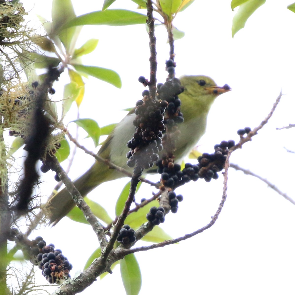 Rufous-headed Tanager - ML645851165