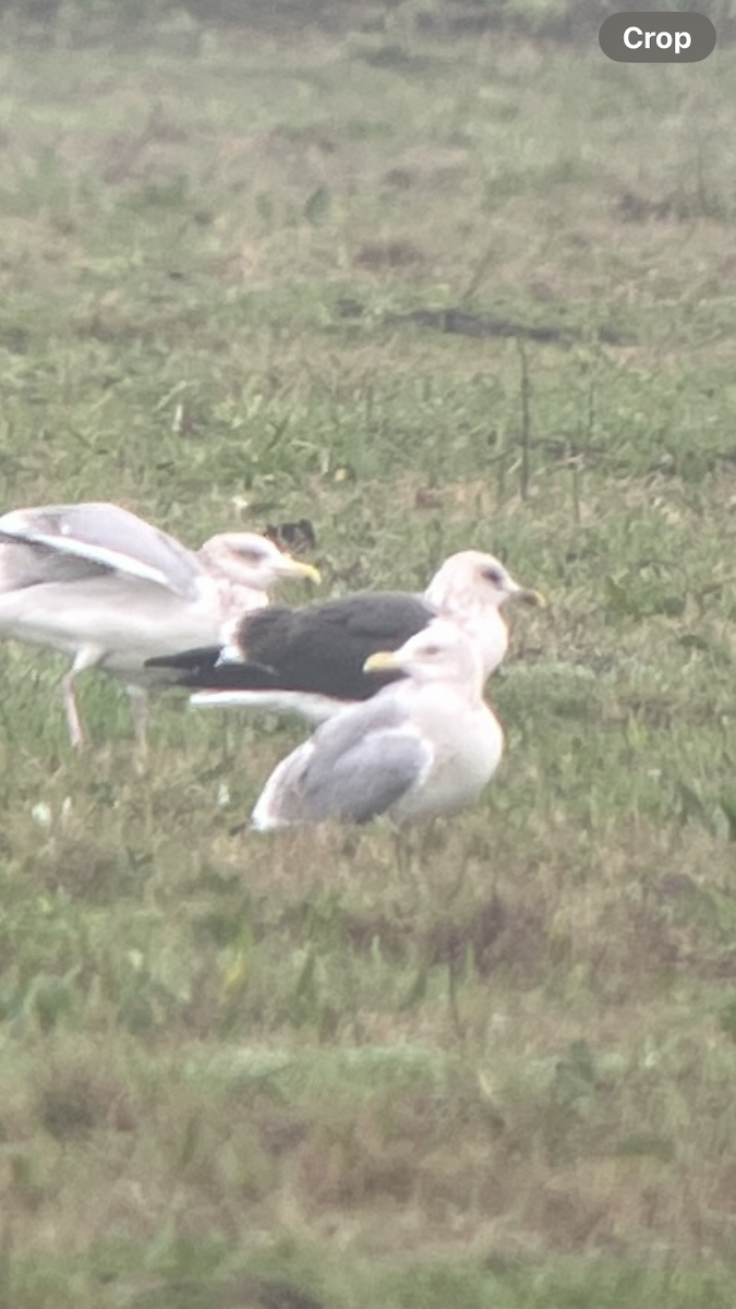 Lesser Black-backed Gull - ML645851166
