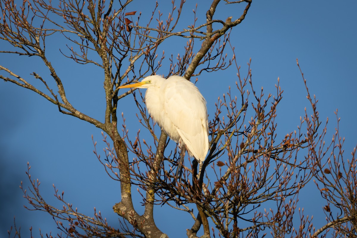 volavka bílá - ML645851168