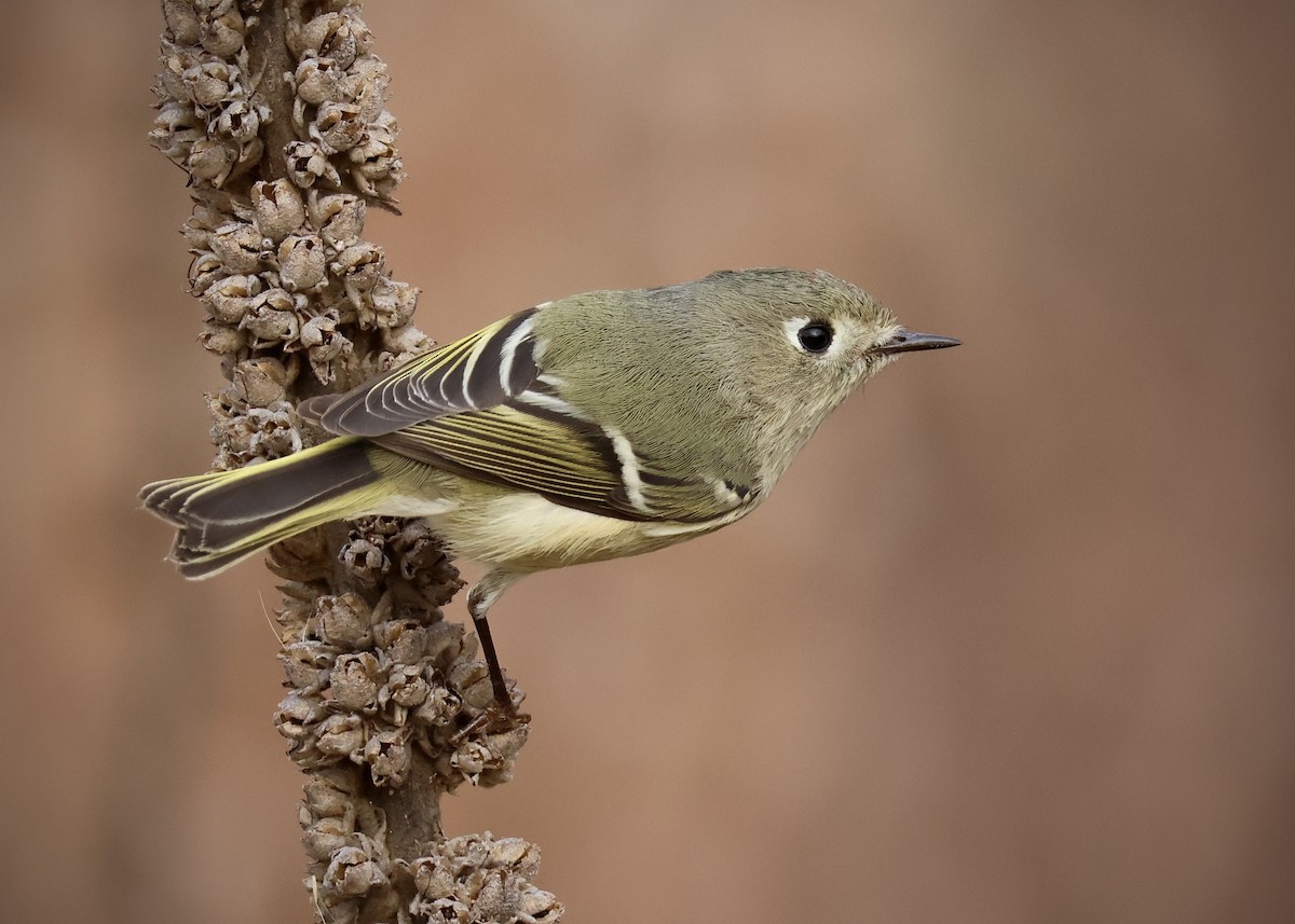 Ruby-crowned Kinglet - ML645851169