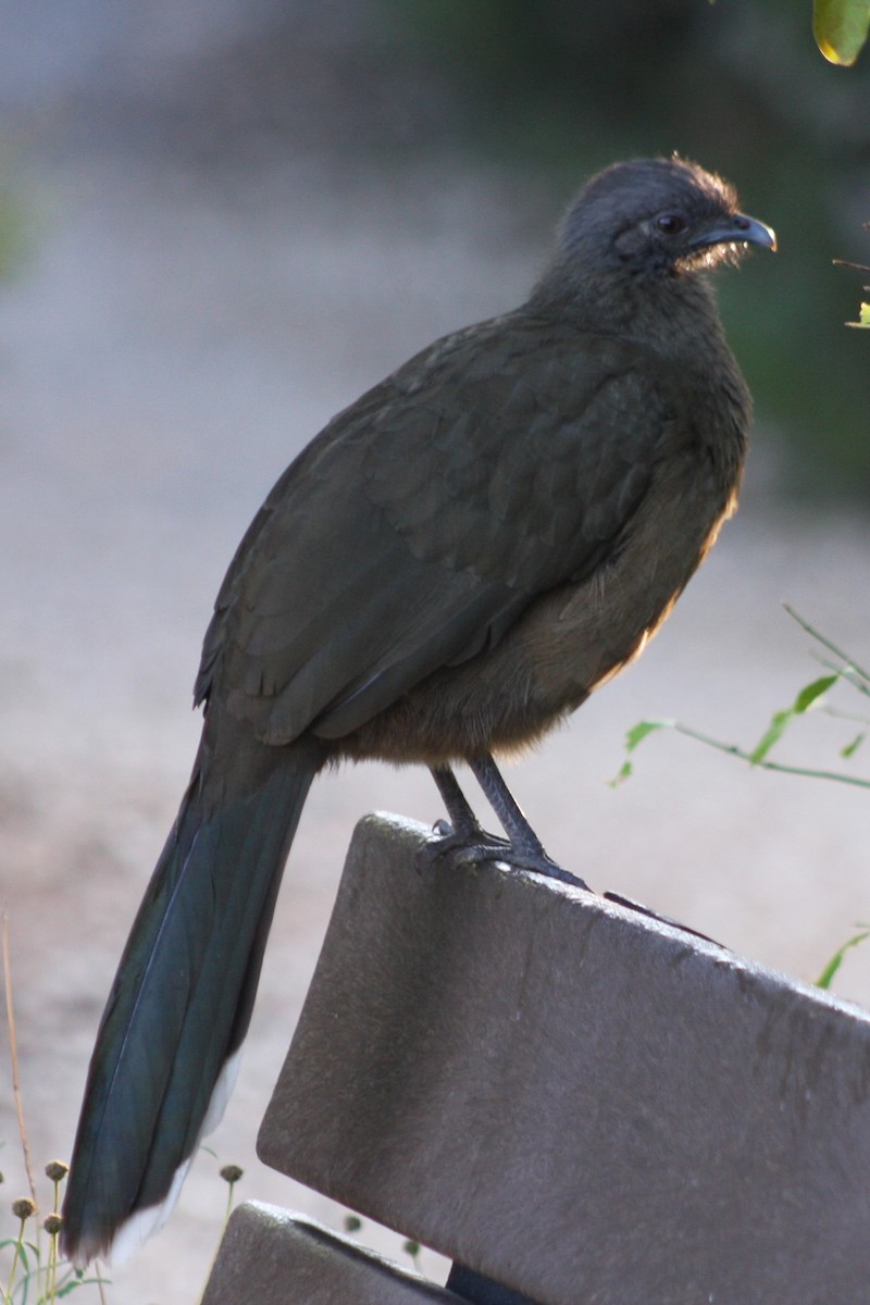 čačalaka obecná - ML645851170