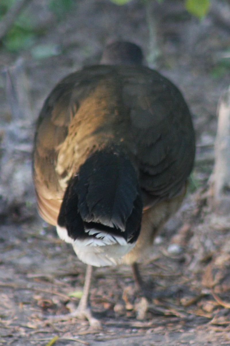 čačalaka obecná - ML645851171