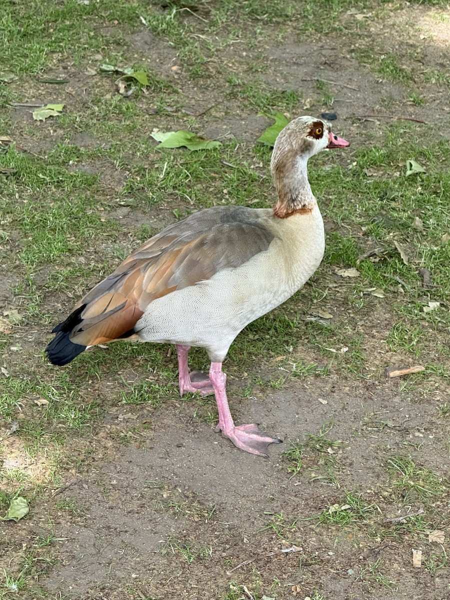 husice nilská - ML645851172