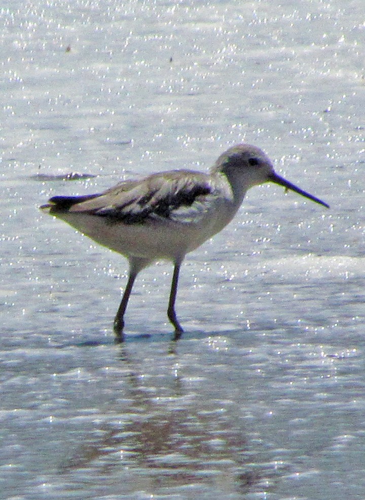 vodouš štíhlý - ML645851173