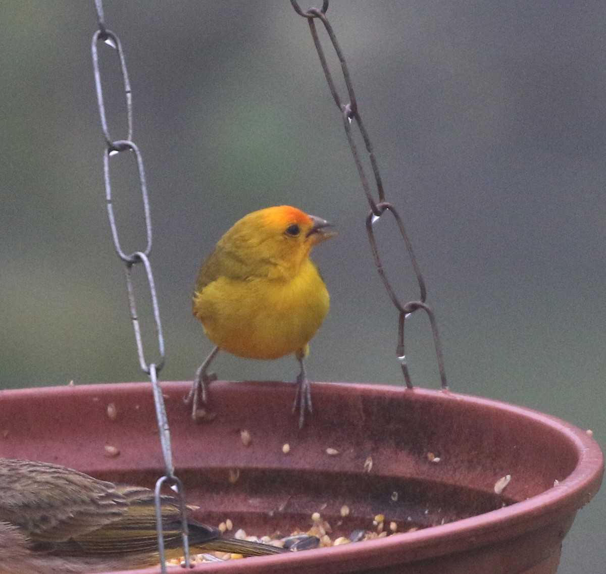 Saffron Finch - ML645851175