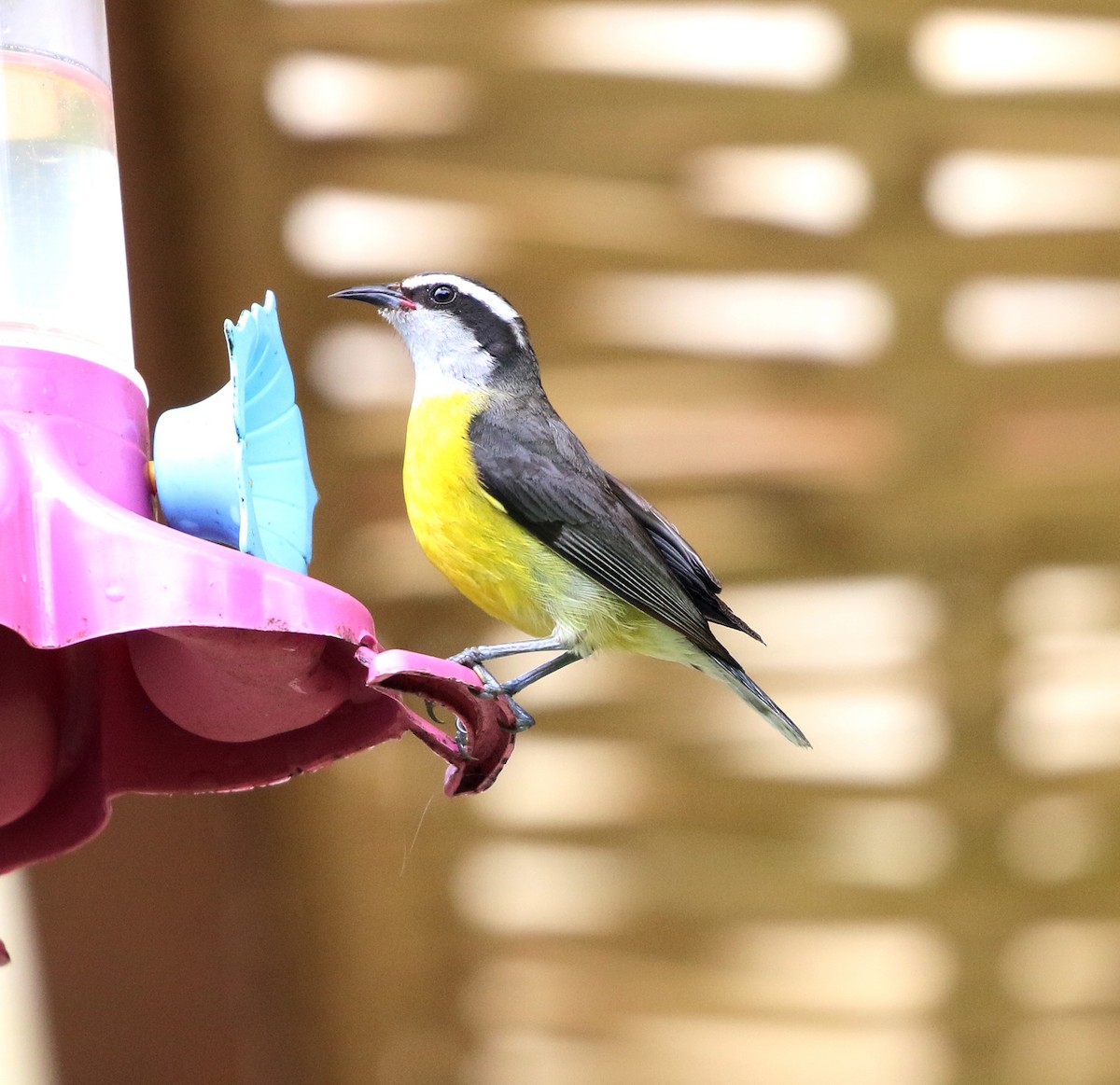 Zuckervogel - ML645851186